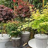 4x Acer palmatum | 4er Set Fächerahorn | Winterharte Pflanzen für Garten | Höhe 30-35cm | Topf-Ø 10,5
