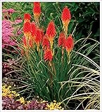 3 x Kniphofia ‘Papaya Popsicle’ / Fackellilie T