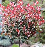 Hochstamm Glanzmispel Red Robin 60-80