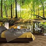 murimage Fototapete Wald 366 x 254 cm inklusive Kleister Bäume Holz Sonne Natur Schlafzimmer W