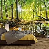 murimage Fototapete Wald 366 x 254 cm inklusive Kleister Bäume Holz Sonne Natur Schlafzimmer W