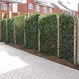 30 x Efeu 75-100 cm (Hedera Hibernica): 30 kaufen / 18 bezahlen - 30 immergrüne echte Kletterpflanzen für eine 5 Meter 100% Sichtschutz Hecke (Blickdicht) | ClematisOnline Kletterp