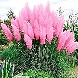 Rosa Reed Samen, 100Pcs Reed Samen dekorative DIY Schöne Zier Pampas-Gras Reed Samen für die ideale Outdoor-Garten Geschenk