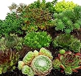 Mein schöner Garten Steingarten-Mix - 24er-Set - Bodendecker - Sempervivum - Sedum - Liefergröße inklusive Topf: 20-30 cm - winterhart - pfleg