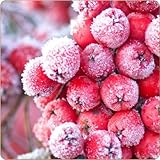 Dark Burner Red Frosty F