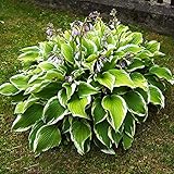 Funkien Pflanze Winterhart Fetthenne Pflanze Blumensamen Bonsai Geschenk Garten Balkon Blumen Bodendecker Samen Hosta Steingartenpflanzen Winterhart Funkien Stauden 100 H