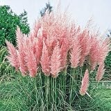 3 x Cortaderia selloana ‚Rosea' 1 Liter (Ziergras/Gräser/Stauden) Pampasgras ab 3,19 € pro Stück