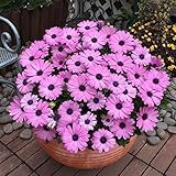 Promworld Blumensamen für Garten Balkon,Gypsophila Samen-gut_200 kleine Gänseblümchen + Bodendünger,Lange Blütezeit w
