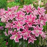 Lily Knolle,Innenhofdekoration,Hauptdekorationspflanzen,Heimat Bodenbearbeitungspflanze,Schöne Zierblumen-2 Zwiebeln,4