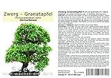 Seedeo® Zwerg-Granatapfel (Punica granatum Nana) Bonsai 30 S