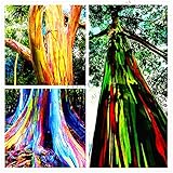 100pcs/pack seltene Regenbogen-Eukalyptus-Samen, Bonsai-Baum-Samen Hof Anlage für zu Hause Garten Bepflanzung Top