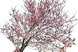 Kanadischer Judasbaum -Cercis canadensis- 10 Samen -Winterharter