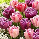 Tulipa 'Lemon & Purple Delight' | 15er Mix rosa-lila Tulpen Zwiebeln | Tulpenzwiebeln Winterhart Mehrjährig | Ø 11-12