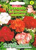 Geranie F2 Mischung Pelargonium zonale stehend einjährig