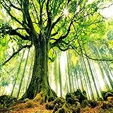 Fototapete 3D Effekt Moderne Grüner Baum Wald Sonnenlicht 3D Wandbild Wandtuch Schlafzimmer Wohnzimmer Fototapete Wohnkultur Custom S