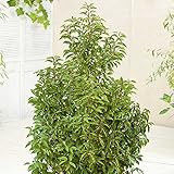 Portugiesischer Kirschlorbeer Angustifolia - Hecken Pflanze 40-60 cm immergrün & winterhart als Sichtschutz – Pilzfreie mehrjährige Lorbeerkirsche Prunus lusitanica von Garten Schlü