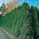 Thuja Smaragd Occidentalis - Lebensbaum winterhart & pflegeleicht - Thujen-Hecke als Sichtschutz - Heckenpflanze 20-30cm - 1 Pflanze im Topfballen von Garten Schlüter - Pflanzen in Top Q