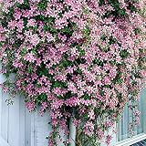 Clematis montana var. 'Rubens' | Rosa Clematis Winterhart Mehrjährig | Kletterpflanzen Winterhart | Höhe 55-65cm | Topf-Ø 15