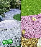 BALDUR Garten Winterhart Bodendecker-Kollektion pink und blau, 3 Pflanzen Isotoma Blue Foot® und 3 Pflanzen Teppichphlox Emerald Pink