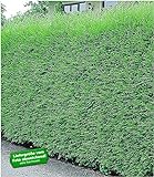 BALDUR Garten Leyland-Zypressen-Hecke winterhart, 10 Pflanzen immergrün Cupressocyparis ley