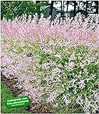 BALDUR-Garten Salix-Hecke Hakuro Nishiki,1 Pflanze Weide, Heckenpflanzen, w