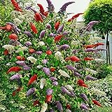 3x Fliederbaum | Buddleja Davidii | Schmetterlingsflieder | Fliederbaum winterhart | Rot - Weiß - Blau | Höhe 25-30 cm | Topf-Ø 9,5