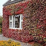 Parthenocissus tricuspidata 'Veitch Boskoop' | Kletterpflanzen Winterhart Mehrjährig | Wilder Wein Pflanzen | Höhe 55-65 cm | Topf-Ø 15