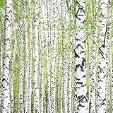 Eurographics 'Birch Grove III Deco Glass, grün, 30 x 30 