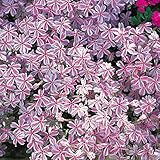 Kölle Teppich-Phlox, 3er-Set, Phlox subulata 'Candy Stripes', Topf 12