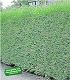 BALDUR Garten Immergrün Leyland-Zypressen-Hecke, 1 Pflanze grüne Baumzypresse, Riesenzypresse, Cupressocyparis ley