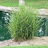 3 x Miscanthus sinensis 'Strictus' 1 Liter (Ziergras/Gräser/Stauden) Zeb